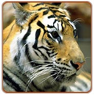 Tiger, Kanha Tours
