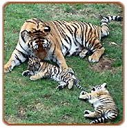 Kiplings Playground Tiger