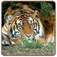 Tiger, Ranthambore Wildlife Safari