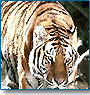 Tiger Safari with Taj