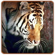 Tiger, Kanha National park Safari