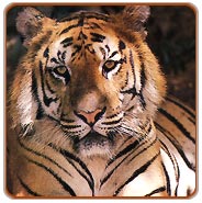 Bandhavgarh Tiger Safari Tour
