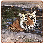 Bandhavgarh Tiger Safari