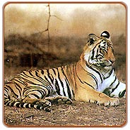 Tiger, Kanha Tours
