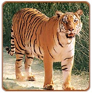 India Tiger Tour