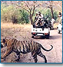 Tiger & Royalty of Rajasthan