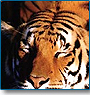 Tiger Trail Ranthambhore