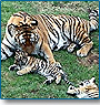 Rajasthan with Tiger Trail
