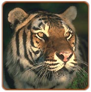 India Tiger Tour 