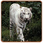 White Tiger, Sunderbans Wildlife Tourism