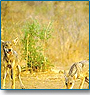 Tiger & Wild Dogs