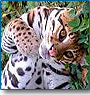 Exploring Tiger & Temple
