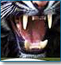 16 Days Tiger Tour
