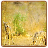 Wild Dogs, Ranthambhore Vacations