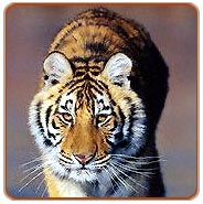 Tiger, Bandhavgarh Wildlife Tourism