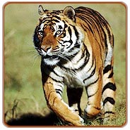 Tiger, Bandhavgarh Holiday Vacations