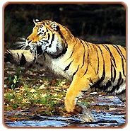 Bandhavgarh Tiger Tour