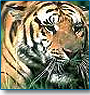 Bandhavgarh Wildlife Tour