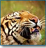 Best of India with the Tiger