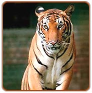 Bandhavgarh Tiger Tour