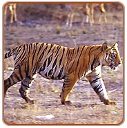 Bandhavgarh Jungle Safari