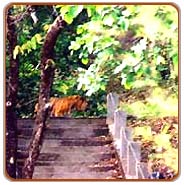 Tiger, Bandhavgarh Vacations