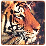 Tiger, Bandavgarh Vacations