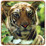 Bandhavgarh Tiger, Bandhavgarh Wildlife Tour