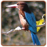 Kingfisher, Bharatpur Vacations