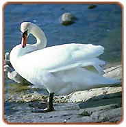 Bharatpur Birding Tour