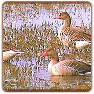Birds, Bharatpur Travel Packages