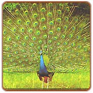 Peacock, Bharatpur Travels Packages