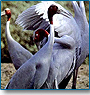Corbett National Park Wildlife Tour