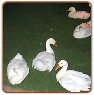 Ducks, Bharatpur Wildlife Tourism