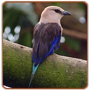 Bharatpur Birding Tour
