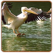 Birds, Nainital Vacations