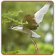 Black Crown, Bharatpur Vacations