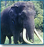 Budget Wildlife Tour