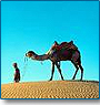 Classical India Tour with Wildlife 