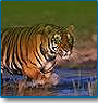 Classical India Tour with Wildlife