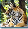 Wildlife & Classical India Adventure