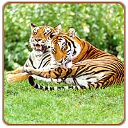 Tigers, Corbet Tours
