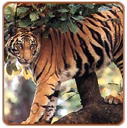 Tiger, Corbett Tours & Travels