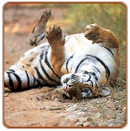 Tiger, Corbett National Park Tourism