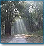 Corbett Wildlife Tour
