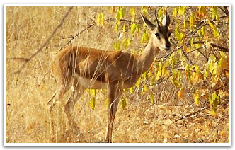 Bandhavgarh Dear, Bandhavgarh Wildlife Tourism