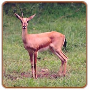 Deer, Kanha Travels & Tours