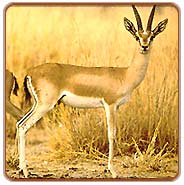 Deer, Bharatpur Holiday Packages