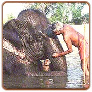 Elephant Bathing, Periyar Travels