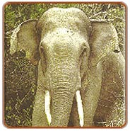 Elephant, Periyar Tours